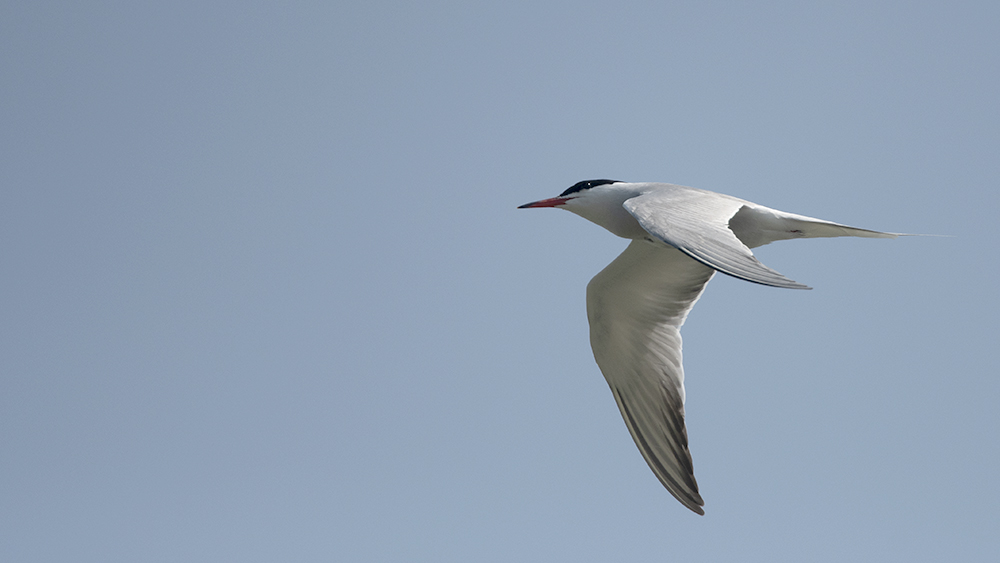 Common Tern — Ana fotoğraf
